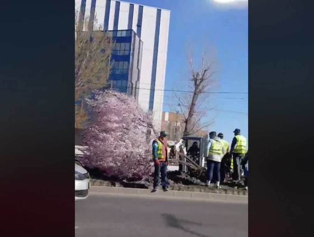 Primar de București a defrișat copacii în floare