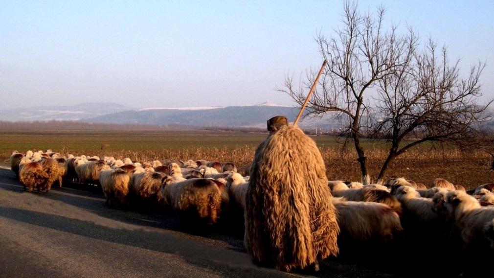 Doi ciobani au fost găsiţi morţi într-o fântână din judeţul Dolj