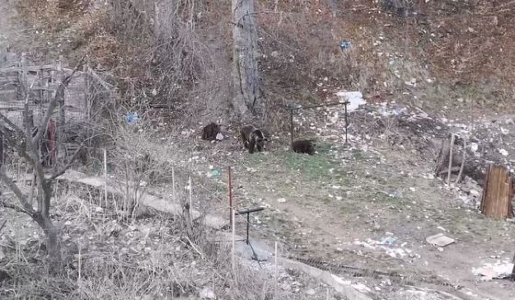 Foto. Copii se jucau la câţiva zeci de metri de o ursoaică cu doi pui